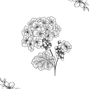 Hydrangea Inspired Flower Colouring Sheet – Mindful Printable