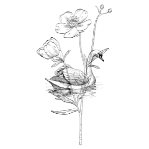 Swan Lake & Flowers Colouring Sheet Printable for Adults