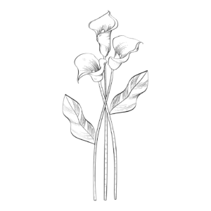 Minimalist Flower Colouring Sheet Printable for Adults